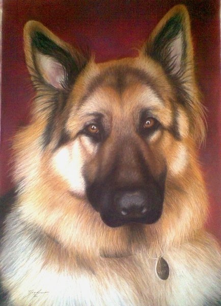 "Zac" 10 year old German Shepherd commission